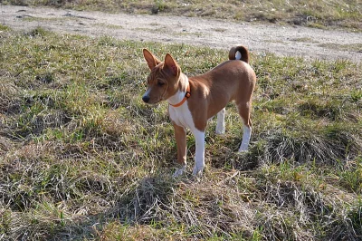 Basenji štěně